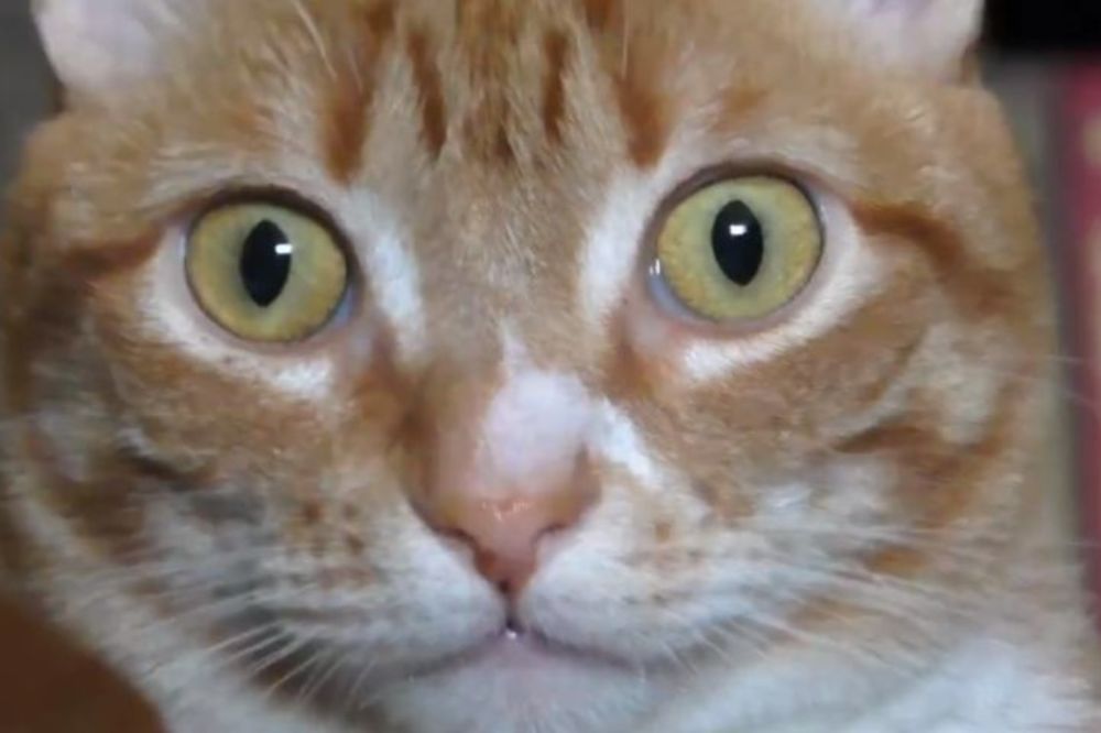 Radoznalost je zbunila mačku: Gazda je svoju ljubimicu potpuno izbezumio! (VIDEO)