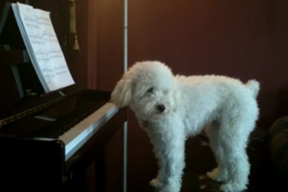 Da li je ovo najslađe oružje protiv dosadnih komšija? (VIDEO)