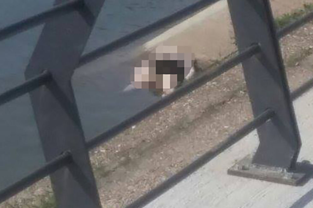 Žensko telo pronađeno kod Savanove! 100 metara dalje šeta Bali-beg! (UZNEMIRUJUĆI FOTO)