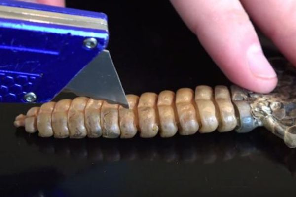 Jesu li oni blesavi? Ćale i sin otvaraju zvečarkin rep da vide šta ima unutra! (VIDEO)