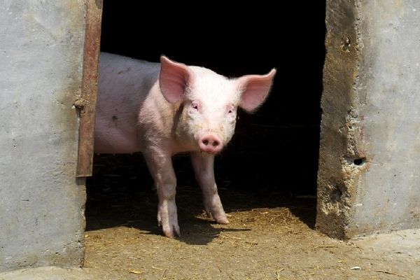 Svinja nasred Konjarnika, u po bela dana?! (VIDEO)