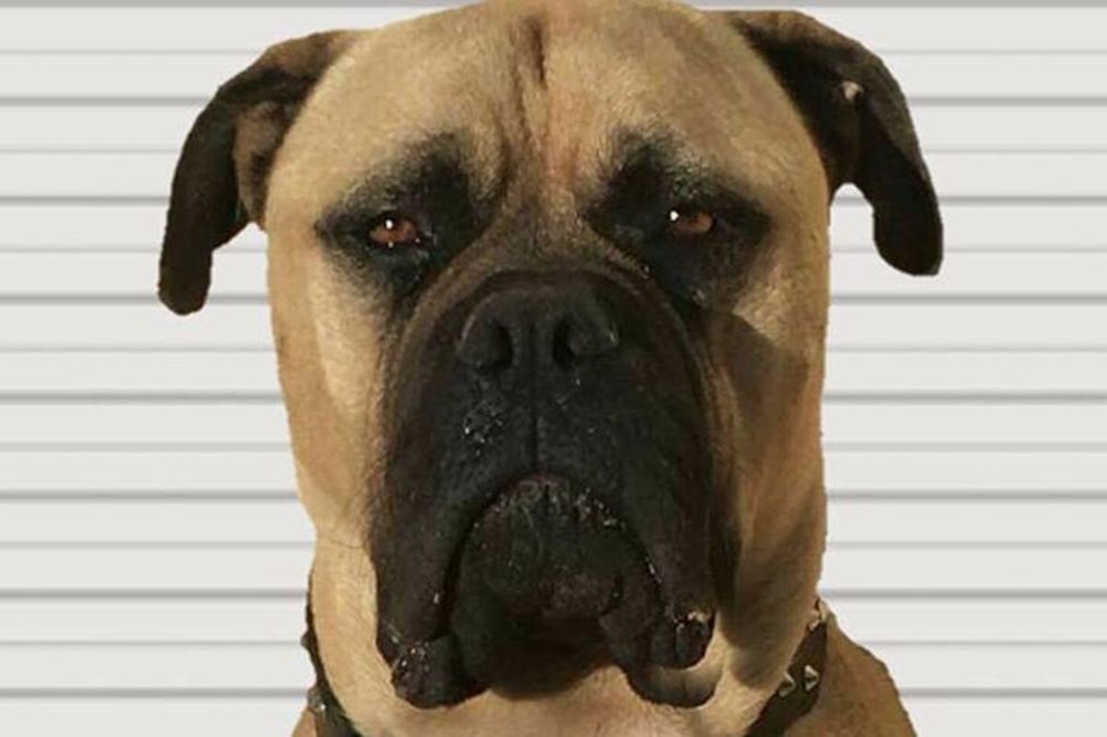 Spooky: Ovaj pas neprestano uhodi svoju gazdaricu! (FOTO)