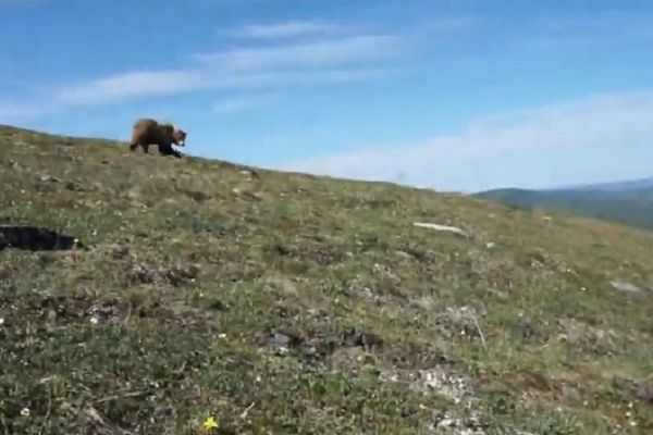 Šta biste vi uradili? Oni su uspeli da izbegnu juriš medveda (VIDEO)