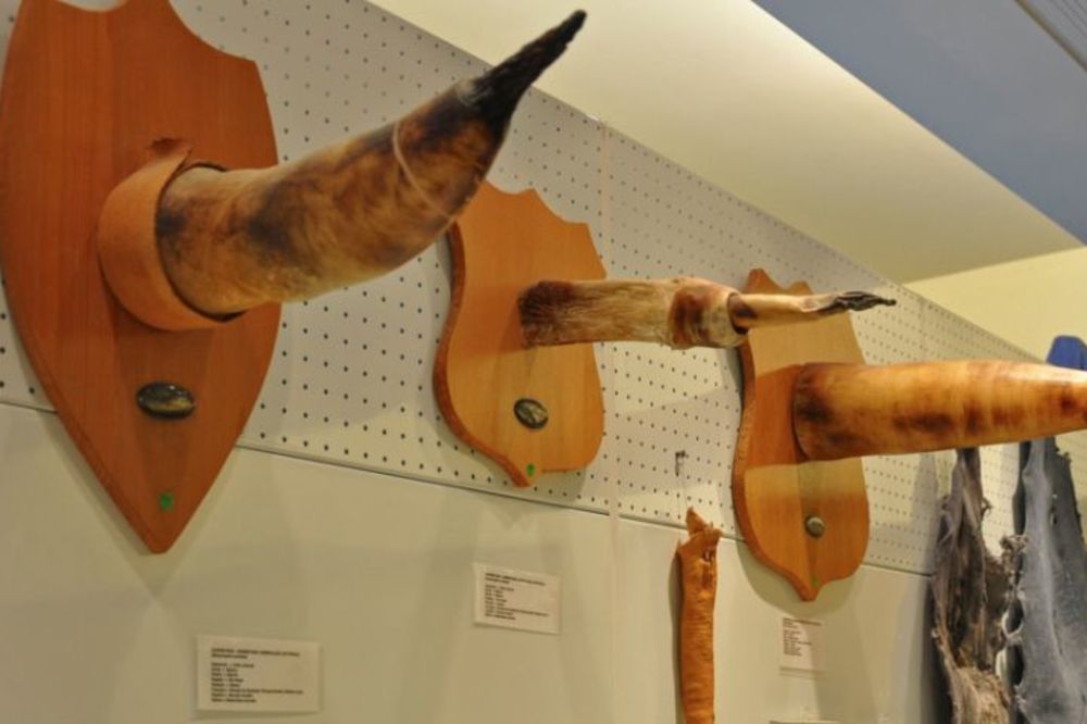 Najduži ima skoro 2 metra: Doborodošli u muzej penisa! (FOTO)