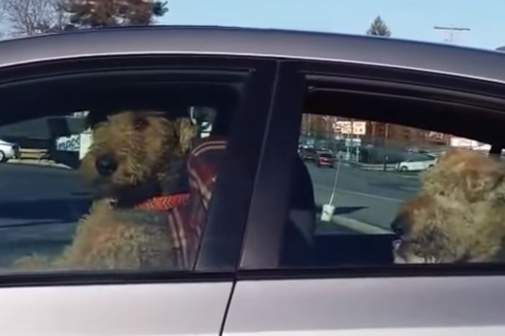 Pas koji trubi, ne ujeda: Koliko su samo nestrpljivi ovi foksterijeri (VIDEO)