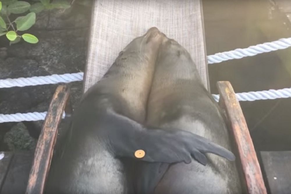 One mogu zauvek da ostanu zagrljene na suncu (VIDEO) (GIF)