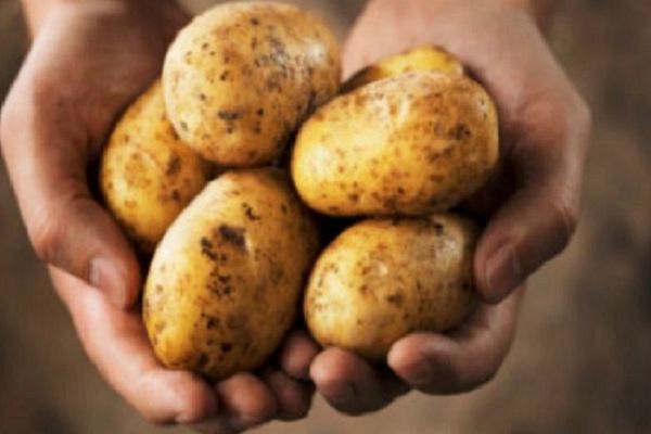 Kada vidite na krompiru ovo, bacajte ga odmah! Taj potez spasiće vam život! (FOTO)