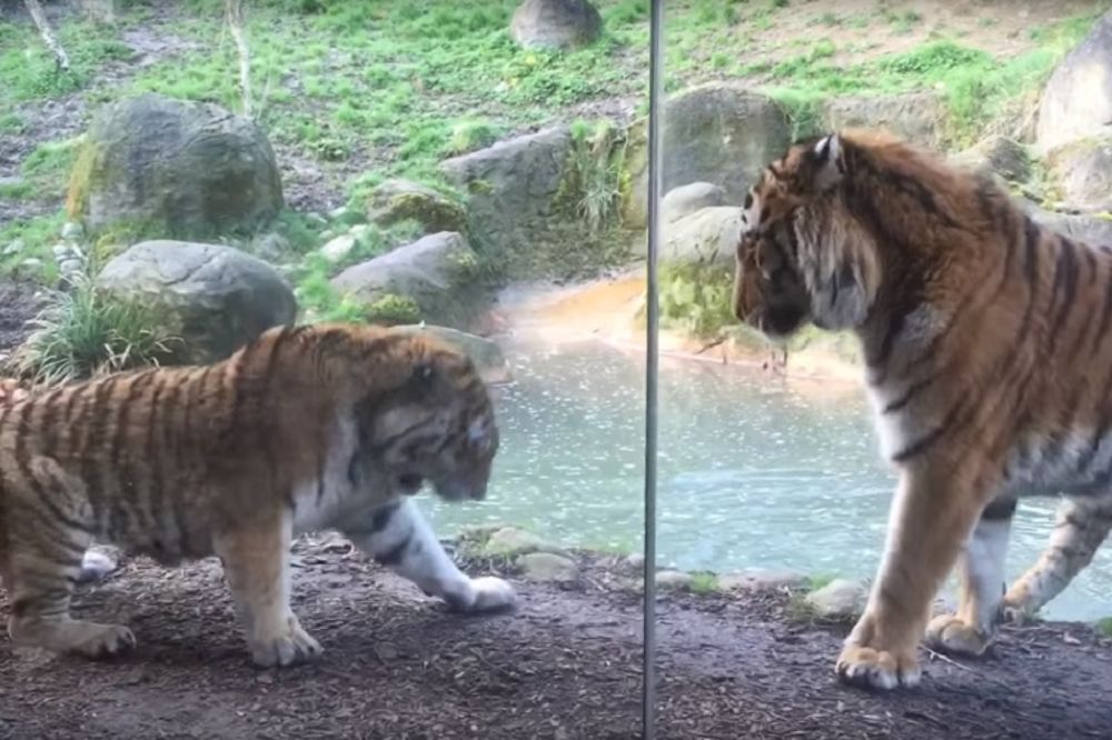 Tigrica je spavala, a onda joj se prikrao tigar: Ova svađa postala je mega viral! (VIDEO)