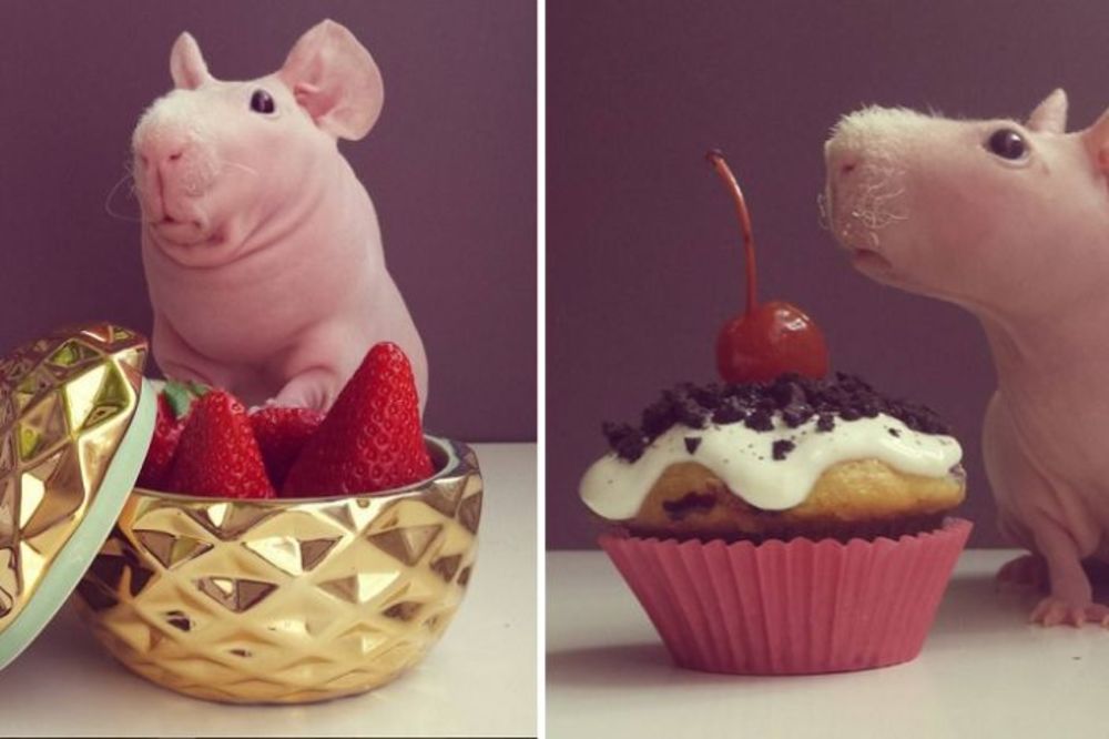 15 fotografija koje dokazuju koliko su morski prasići neodoljivi! (FOTO)