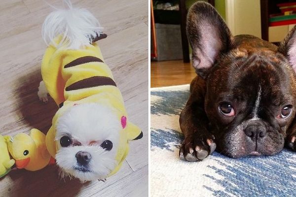 21 fotografija najslađih kuca koje moraju da se sačuvaju po svaku cenu (FOTO)