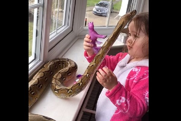 Ona ima 3 godine i pitona za kućnog ljubimca, ali nećete verovati kako se igraju (VIDEO)