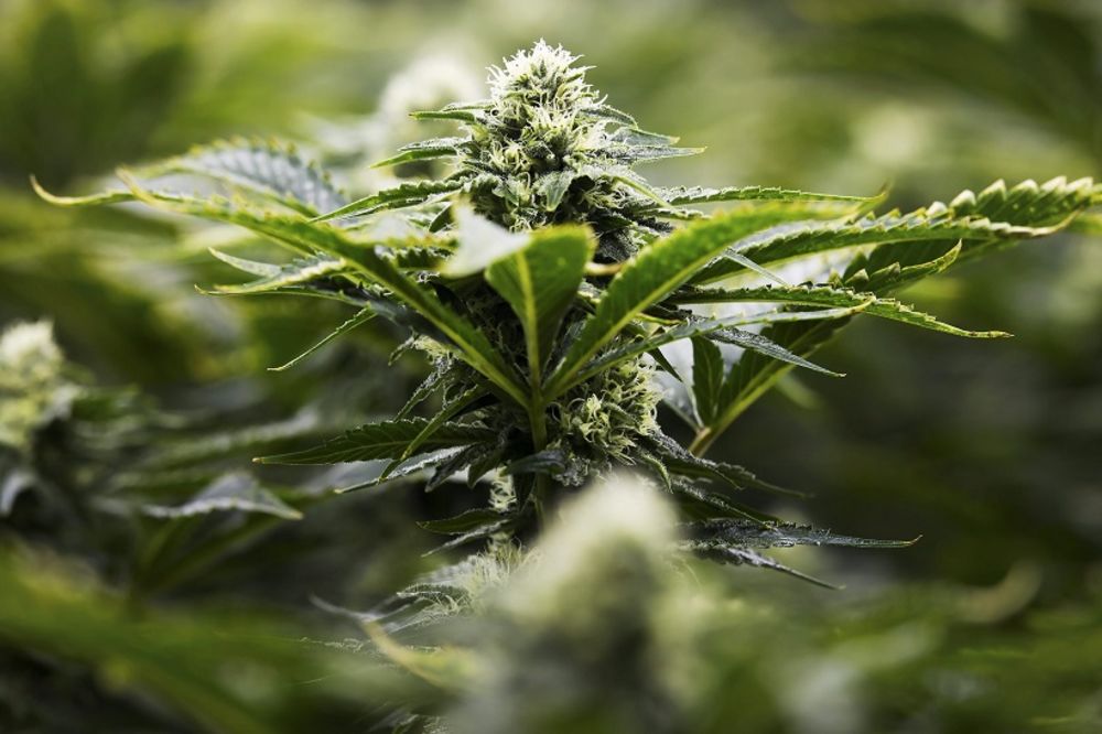 10 razloga zašto marihuanu treba legalizovati (GIF) (VIDEO)