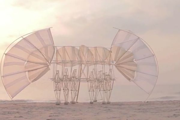 Kao da su žive: Šta pokreće ove zveri sa plaže? (VIDEO)