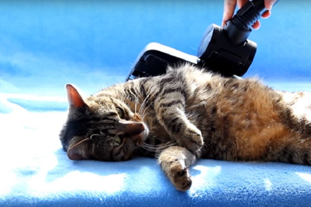 Kao u spa centru: Dubinska masaža koja je raspametila mačku (VIDEO)