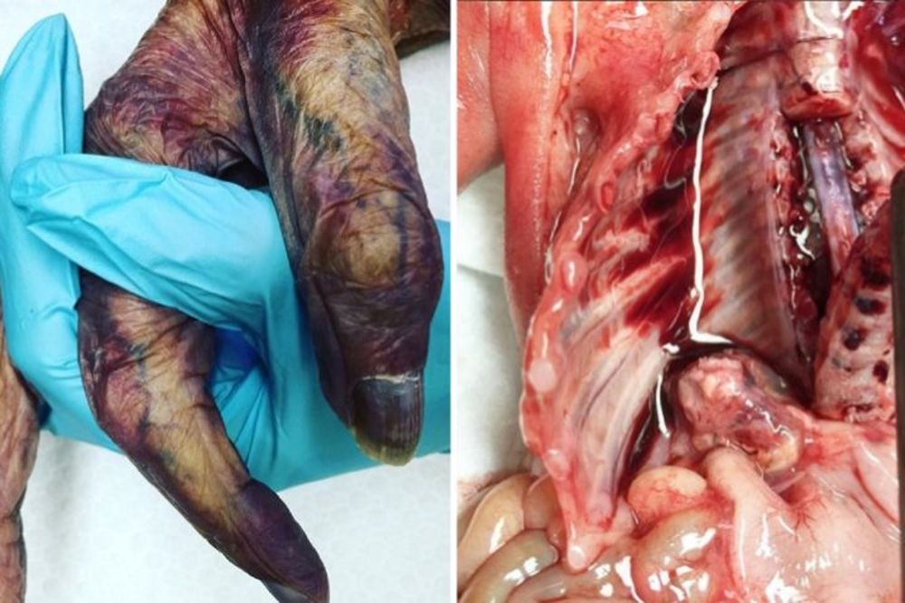 Fotografije sa posla je podelila sa svima (UZNEMIRUJUĆI FOTO) (VIDEO)