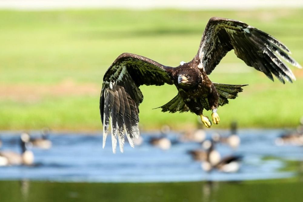 Masovno trovanje ptica u Vojvodini: Šta to ubija orlove i ždralove, a preti i ljudima?