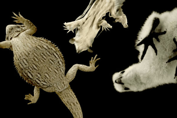 Uživajte u njihovom migoljenju: Živuljke od kojih zastaje dah! (VIDEO) (GIF)