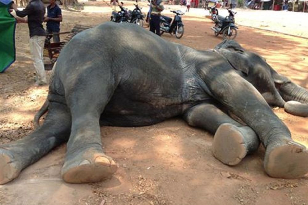 Tuga do neba: Slonica umrla od srčanog udara nakon što je ceo život na leđima nosila turiste! (FOTO)