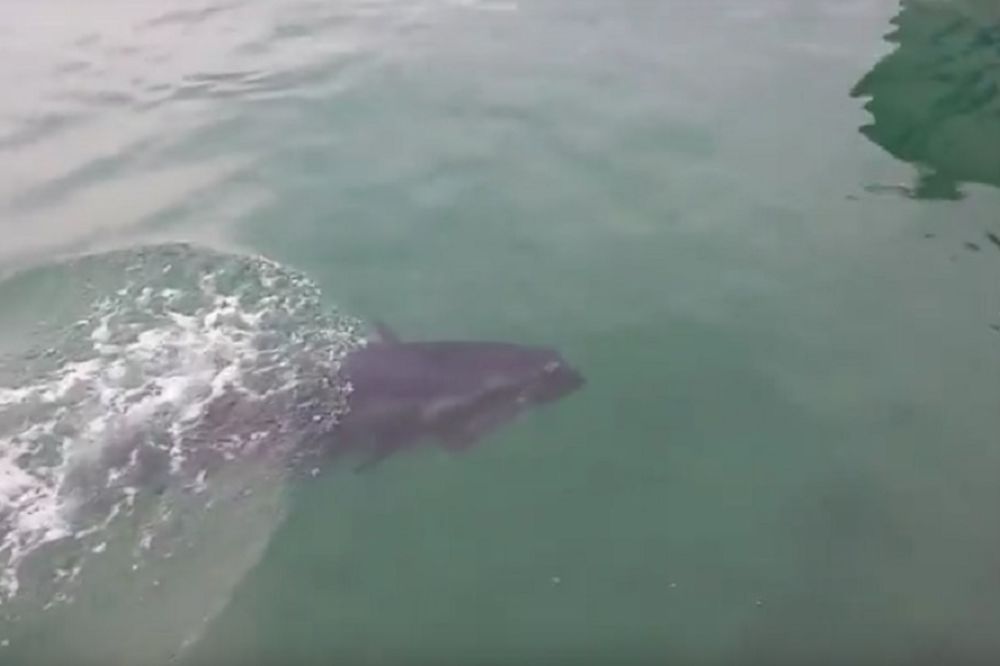 Tuna je greškom progutala galeba, ali on se carski izvukao (VIDEO)