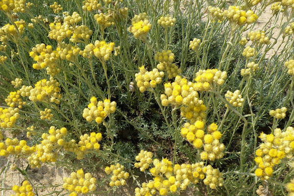 Raste u Srbiji, besmrtna je i njen litar košta oko 1.800 evra! (FOTO)