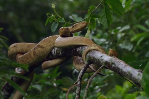 Ostrvo od koga se ledi krv u žilama! Ni vojska ne sme da mu priđe! (VIDEO)