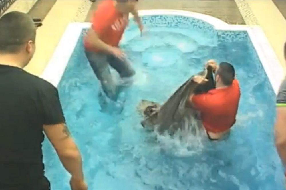 Zmaj od Šipova se umalo udavio u bazenu! Horor u Parovima! (FOTO) (VIDEO)
