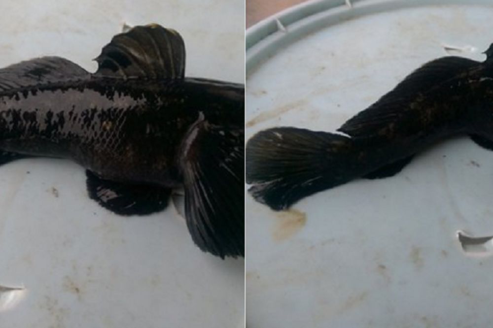 Osmo svetsko čudo u BG-u? Ribari iz Save izvukli nešto što niko nikad nije video! (FOTO)