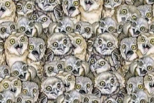 Nova mozgalica koja muči internet: Pronađite mačku u hrpi razigranih sova! (FOTO)