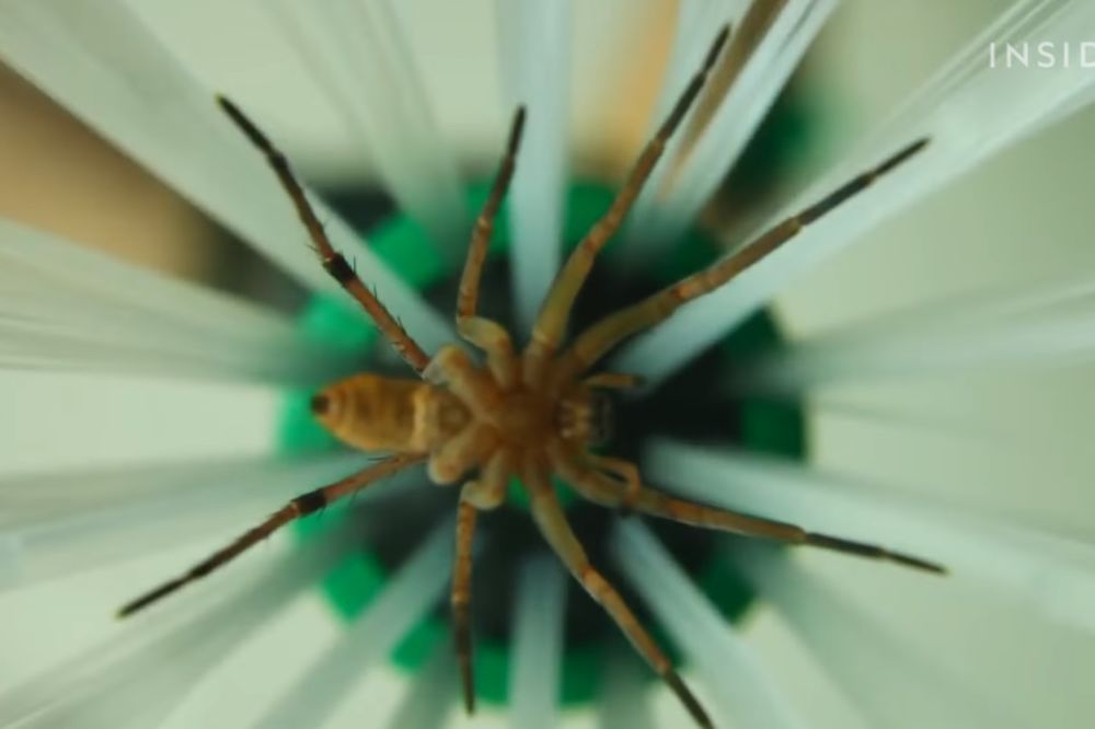 Plašite se paukova? Ovo je najbolji način da ih sklonite, a ne ubijete (VIDEO)