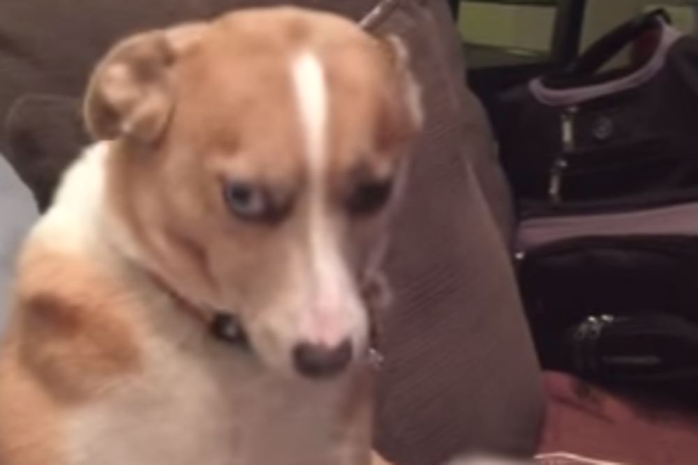 Kakav pas! Optužen je za zločine koje nije počinio, zato krivicu ne priznaje! (VIDEO)