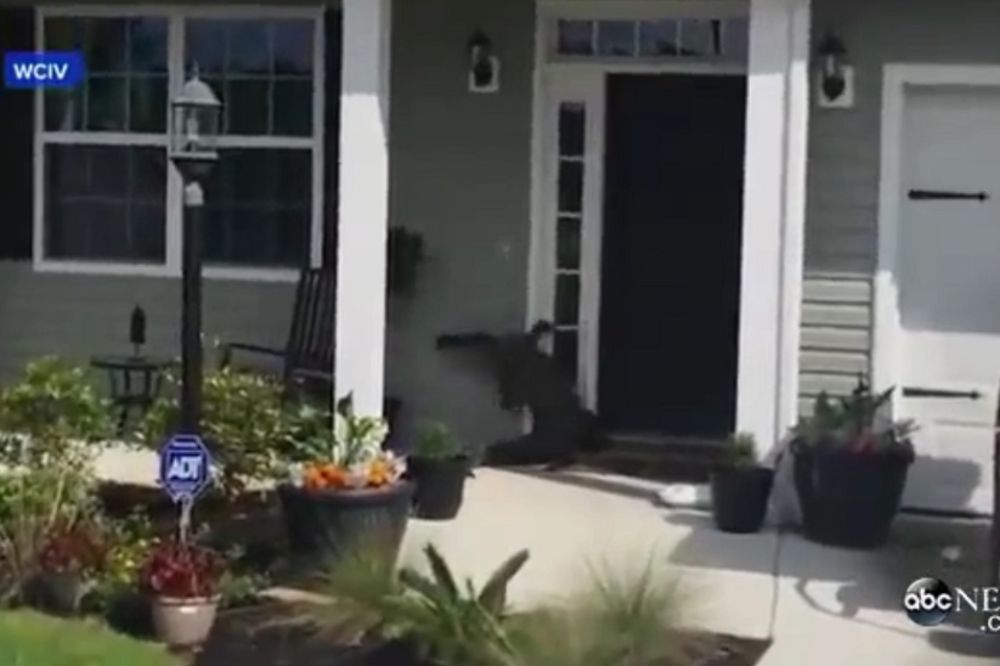 Nezvani gost: Šta biste uradili da vam pozvoni krokodil? (VIDEO)