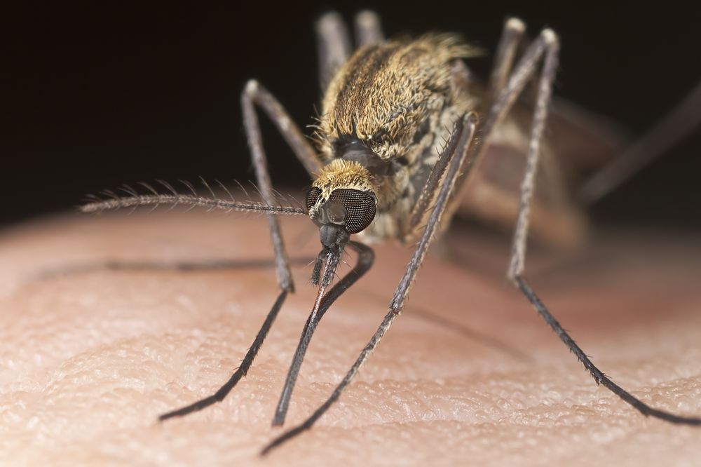 Zašto komarci ujedaju neke ljudi a drugima ne žele ni da priđu? Imamo odgovor! (FOTO) (GIF) (VIDEO)