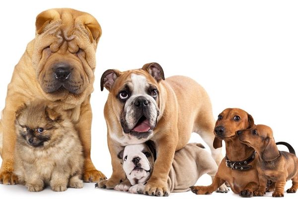 Bolna istina: Šta se zaista dešava kada vas pas poliže po licu?