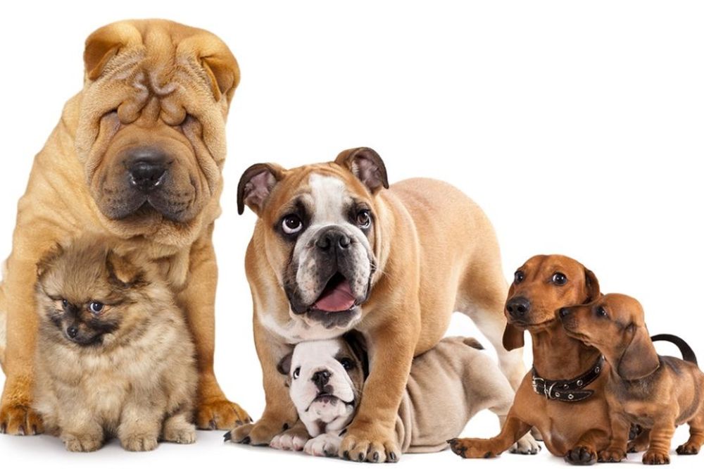 Bolna istina: Šta se zaista dešava kada vas pas poliže po licu?