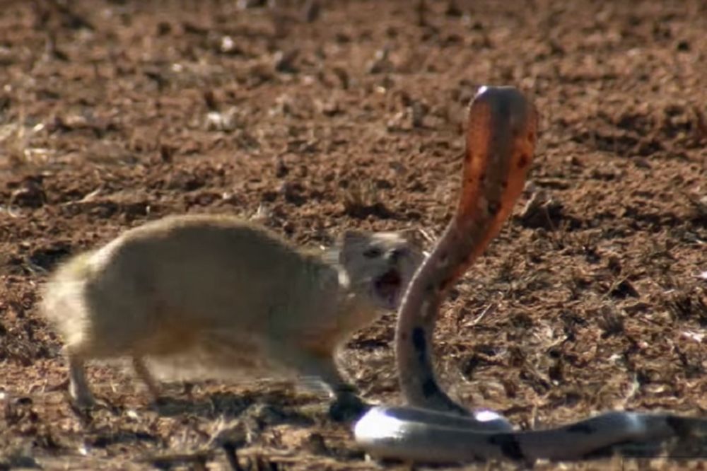 Matriks mungos: Na filmski način se odbranio od kobre (VIDEO)