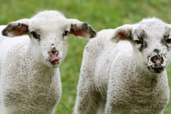 Kakav hit: Zbog zaštite identiteta policija zamaglila lica ukradenim jarićima!? (FOTO)