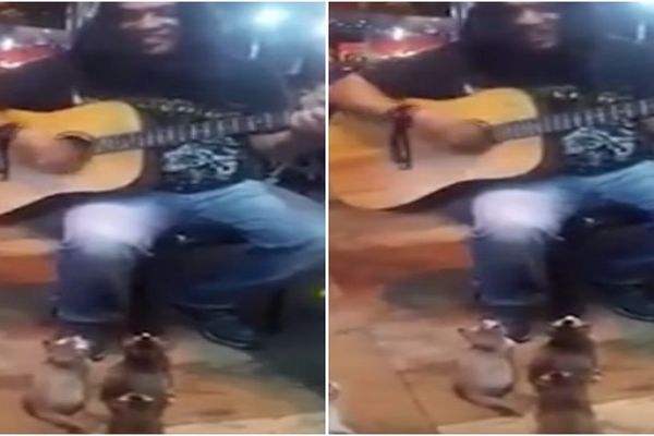 Ulični svirač koji ima najbolju publiku na svetu, i najneobičniju (VIDEO)