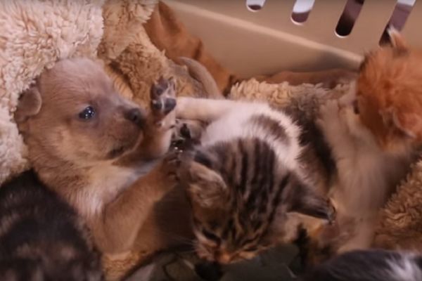 Mala otkačena porodica: Psić je dobio potpuno drugačije rođake (VIDEO)