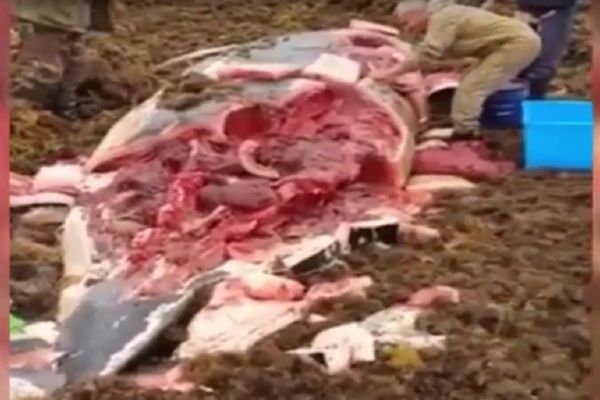 Mladunče kita nasukalo se na obalu, umesto da mu pomognu oni su uradili nešto užasno! (UZNEMIRUJUĆI VIDEO)