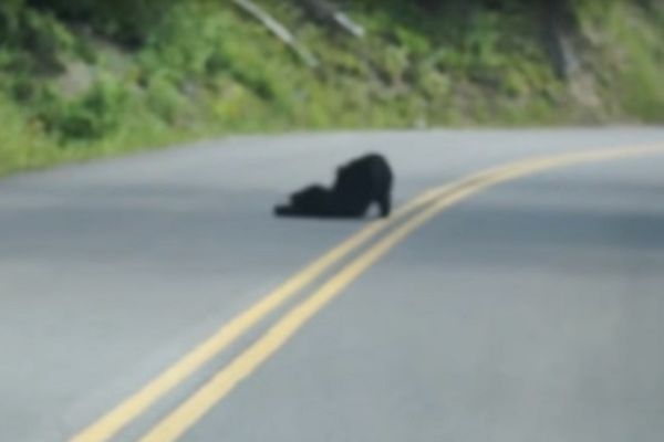 Crno klupko koje je zaustavilo saobraćaj postalo je atrakcija na internetu (FOTO) (VIDEO)