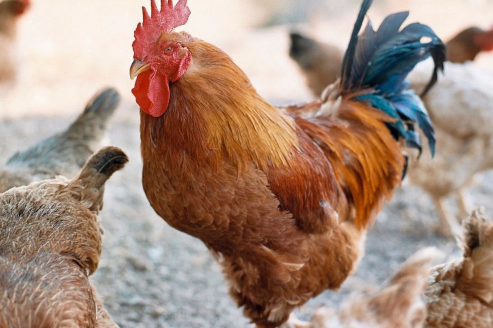 Da li je to moguće? U Bosni petao nosi jaja!? (FOTO)