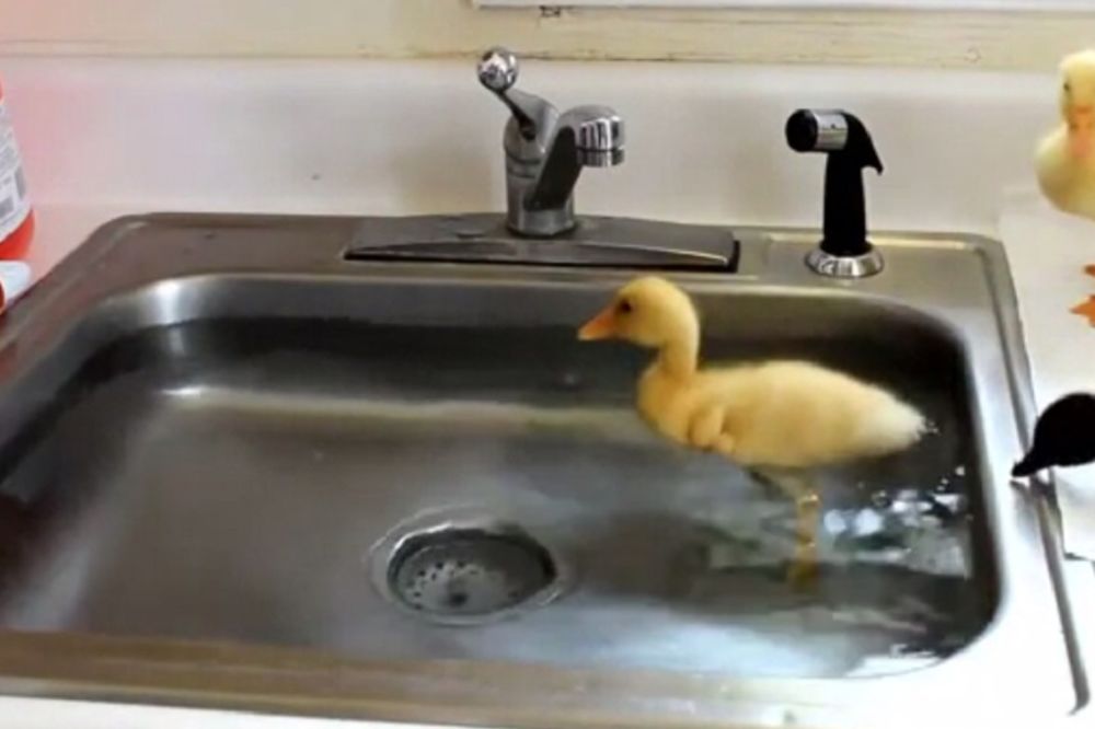 Pačji šou: Sudopera nikad nije bila zabavnije mesto (VIDEO)