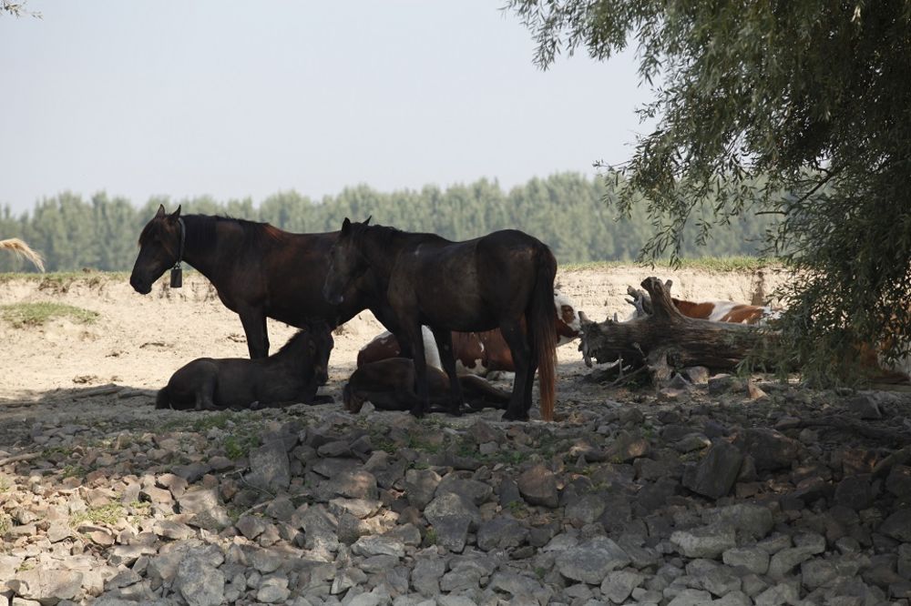Četr konja debela, hitnu zablokirala! Ovo je dokaz da su Nišlije najveći ludaci na svetu! (VIDEO)