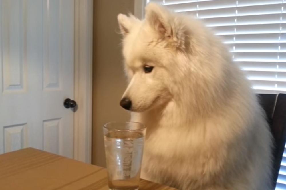 Ovo još niste videli: Samojed večera za stolom, ali... (VIDEO)