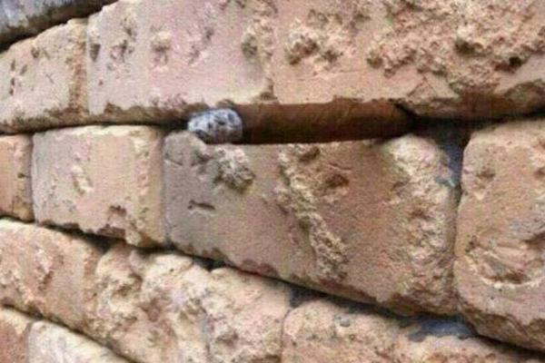 Imate 2 sekunde da provalite šta je na slici: Nova mozgalica  izludela je ljude! (FOTO)