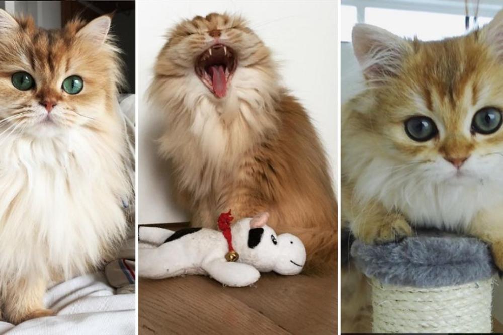 Kada budete videli njene oči, poželećete da je vaša (FOTO) (VIDEO)