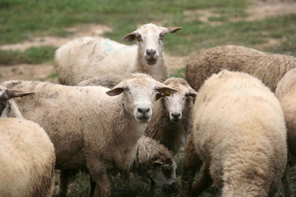 OSUĐEN FARMER SA NOVOG ZELANDA JER JE ZANEMARIVAO OVCE! 226 životinja je moralo da bude USPAVANO!