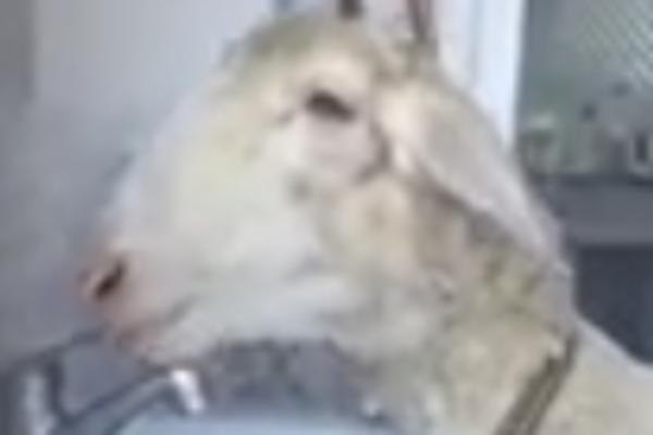 NAVIJAČI VELIKANA ŽRTVOVALI OVCU ZBOG POVREDA I LOŠIH REZULTATA: Bizar potez koji je šokirao planetu!