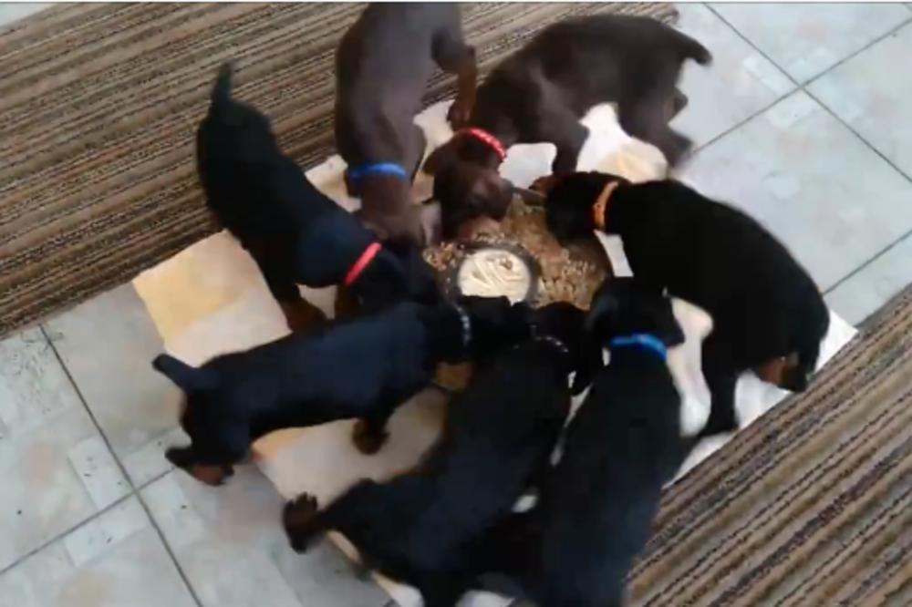 Ko sa psima jede, sa psima pada u trans! (VIDEO)