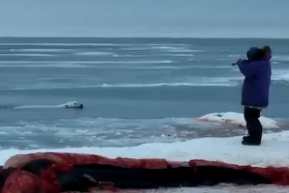 Ovo samo ljudi mogu: Šta je ovaj polarni meda skrivio, pa su pucali u njega? (UZNEMIRUJUĆI VIDEO)